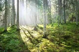 Aurinkoinen koivumetsä